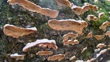 Merulius tremellosus image