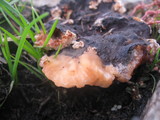 Abortiporus biennis image