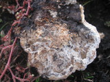 Abortiporus biennis image
