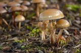 Psilocybe stuntzii image