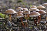 Psilocybe stuntzii image