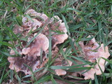Abortiporus biennis image