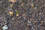Psilocybe stuntzii image