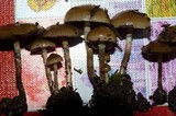 Psilocybe stuntzii image