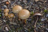 Psilocybe stuntzii image