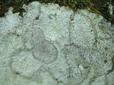 Image of Lepraria cryophila