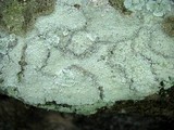Lepraria cryophila image