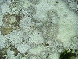 Lepraria cryophila image