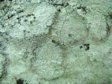 Lepraria cryophila image