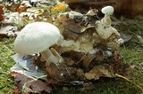 Volvariella surrecta image