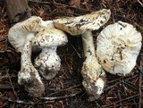 Amanita smithiana image