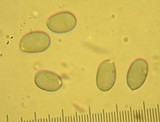 Amanita smithiana image