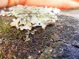 Canomaculina pilosa image