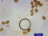 Psilocybe stuntzii image
