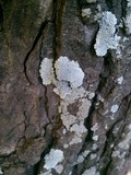 Dirinaria applanata image