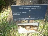 Dirinaria applanata image