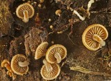 Simocybe centunculus var. centunculus image