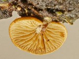 Simocybe centunculus var. centunculus image