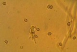 Simocybe centunculus var. centunculus image