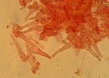 Simocybe centunculus var. centunculus image