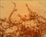 Simocybe centunculus var. centunculus image