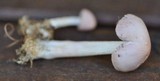 Mycena rosea image