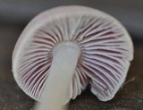 Mycena rosea image