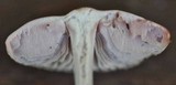 Mycena rosea image