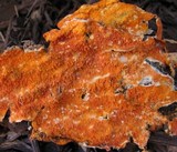 Leucogyrophana mollusca image