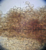 Cystoderma fallax image