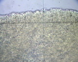 Cystoderma fallax image