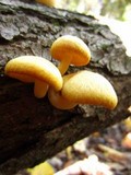 Tricholomopsis sulphureoides image