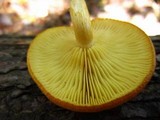 Tricholomopsis sulphureoides image