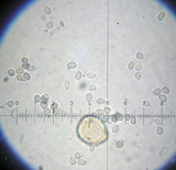 Cystoderma fallax image