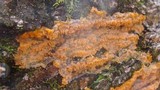 Phlebia radiata image