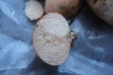 Zelleromyces cinnabarinus image
