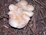 Cantharellus formosus image