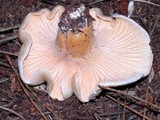 Cantharellus formosus image