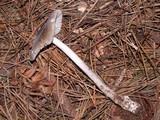 Amanita constricta image