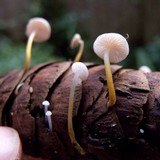Strobilurus trullisatus image