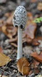 Coprinopsis picacea image