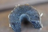Coprinopsis picacea image
