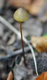 Mycena crocata image
