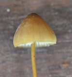 Mycena crocata image