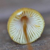 Mycena crocata image