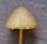 Mycena crocata image