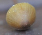 Mycena crocata image