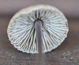 Mycetinis alliaceus image