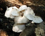 Pleurotus pulmonarius image