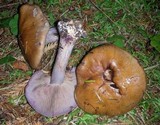 Cortinarius purpurascens image